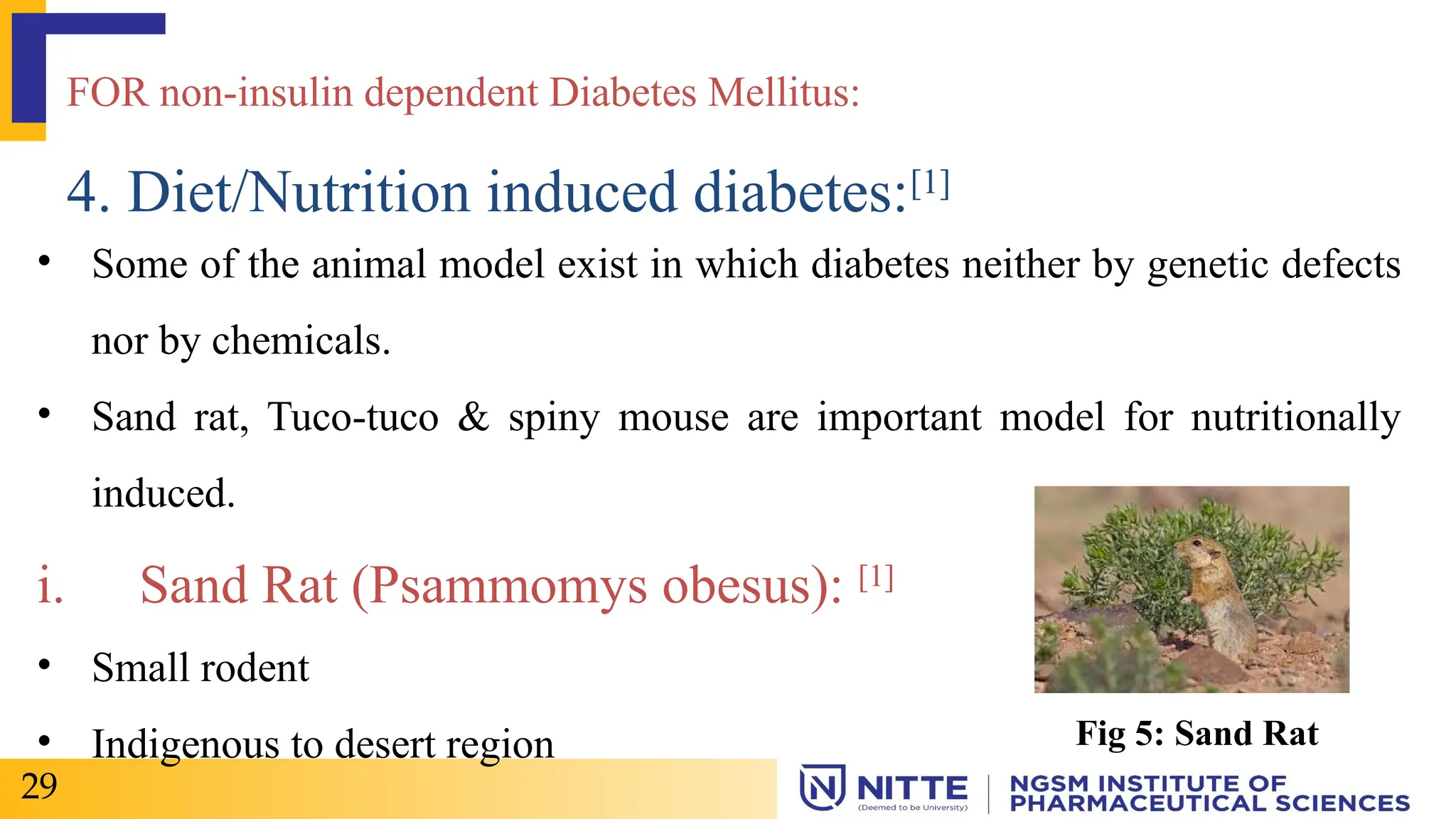 FOR non-insulin dependent Diabetes Mellitus:
4. Diet/Nutrition induced diabetes:[1]
• Some of the animal model exist in which diabetes neither by genetic defects
nor by chemicals.
• Sand rat, Tuco-tuco & spiny mouse are important model for nutritionally
induced.
i. Sand Rat (Psammomys obesus): [1]
• Small rodent
• Indigenous to desert region
29
Fig 5: Sand Rat
 