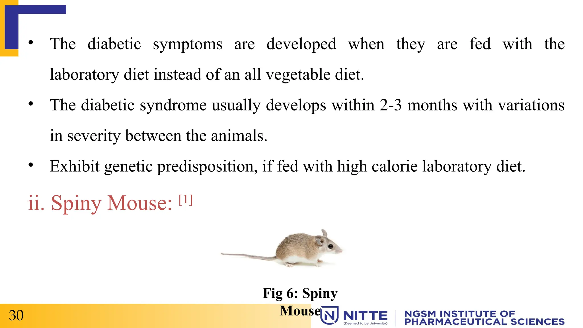 • The diabetic symptoms are developed when they are fed with the
laboratory diet instead of an all vegetable diet.
• The diabetic syndrome usually develops within 2-3 months with variations
in severity between the animals.
• Exhibit genetic predisposition, if fed with high calorie laboratory diet.
ii. Spiny Mouse: [1]
30
Fig 6: Spiny
Mouse
 