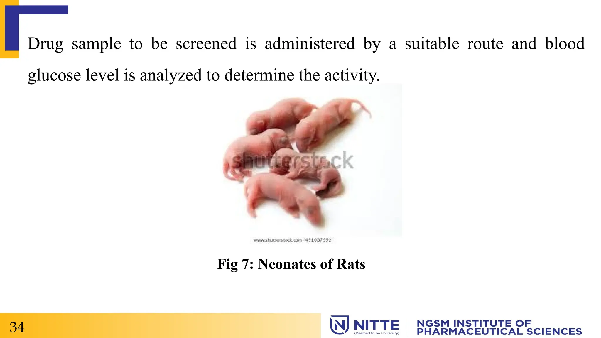 Drug sample to be screened is administered by a suitable route and blood
glucose level is analyzed to determine the activity.
34
Fig 7: Neonates of Rats
 