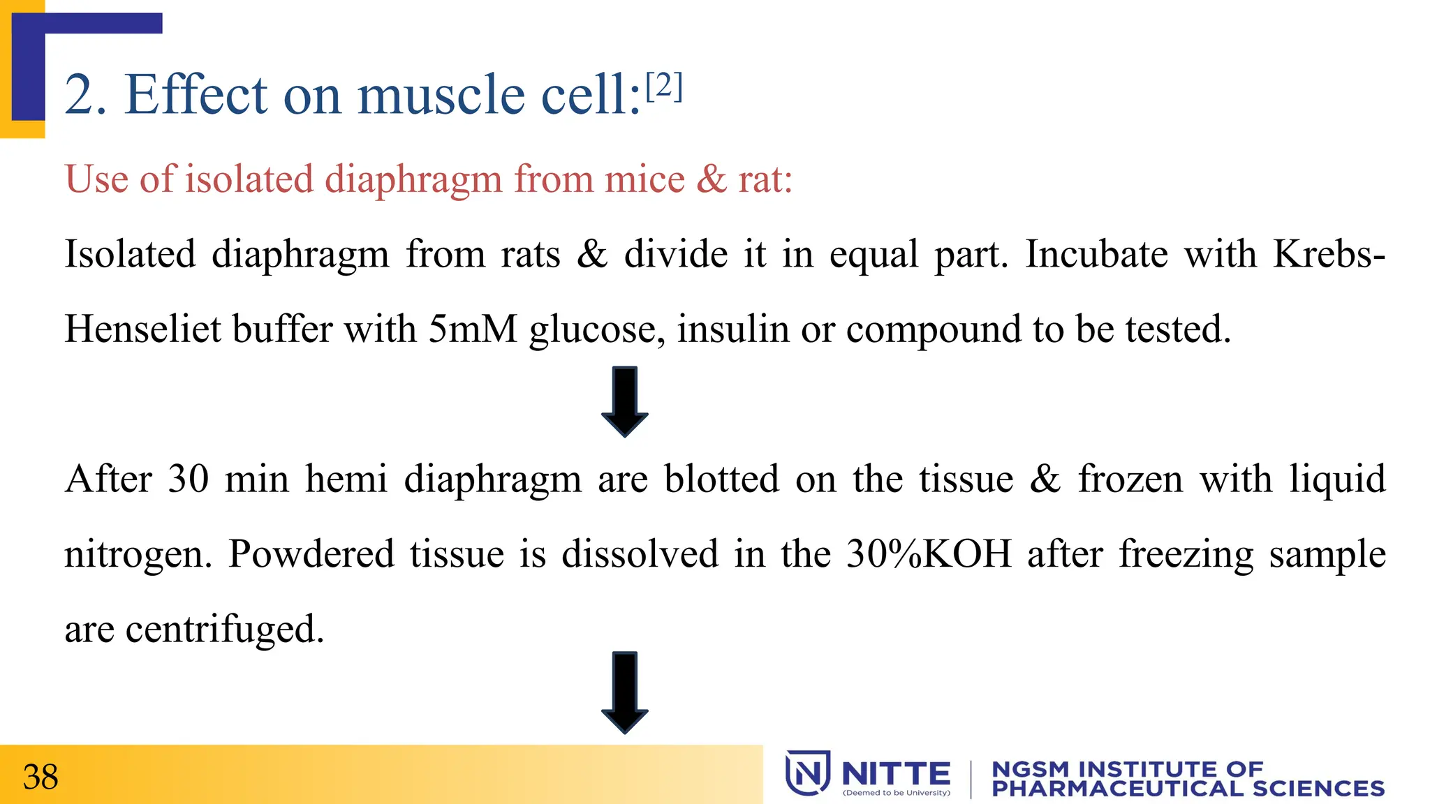 2. Effect on muscle cell:[2]
Use of isolated diaphragm from mice & rat:
Isolated diaphragm from rats & divide it in equal part. Incubate with Krebs-
Henseliet buffer with 5mM glucose, insulin or compound to be tested.
After 30 min hemi diaphragm are blotted on the tissue & frozen with liquid
nitrogen. Powdered tissue is dissolved in the 30%KOH after freezing sample
are centrifuged.
38
 