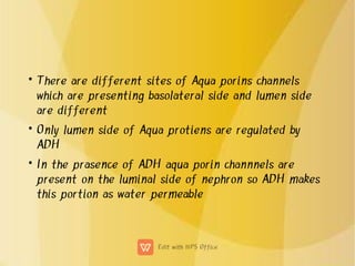 •
•
•
There are different sites of Aqua porins channels
which are presenting basolateral side and lumen side
are different
Only lumen side of Aqua protiens are regulated by
ADH
In the prasence of ADH aqua porin channnels are
present on the luminal side of nephron so ADH makes
this portion as water permeable
 