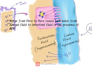 • Water from Here to Here reseve back water from
luminal fluid to intestinal fluid in the presence of
ADH
 