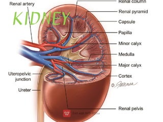 KIDNEY
 