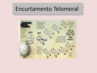 Aumento de gordura visceral