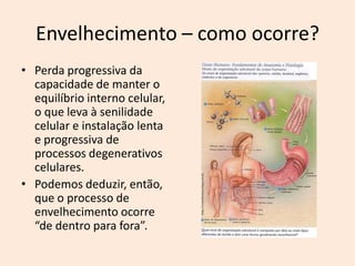 Podemos deduzir, então, que o processo de envelhecimento ocorre “de dentro para fora”.Embora possa ser observado no exterior.