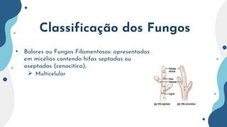 Classificação dos Fungos
• Bolores ou Fungos Filamentosos: apresentados
em micélios contendo hífas septadas ou
aseptadas (cenocítica);
 Multicelular
 