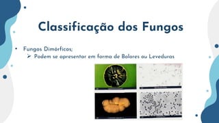 Classificação dos Fungos
• Fungos Dimórficos;
 Podem se apresentar em forma de Bolores ou Leveduras
 
