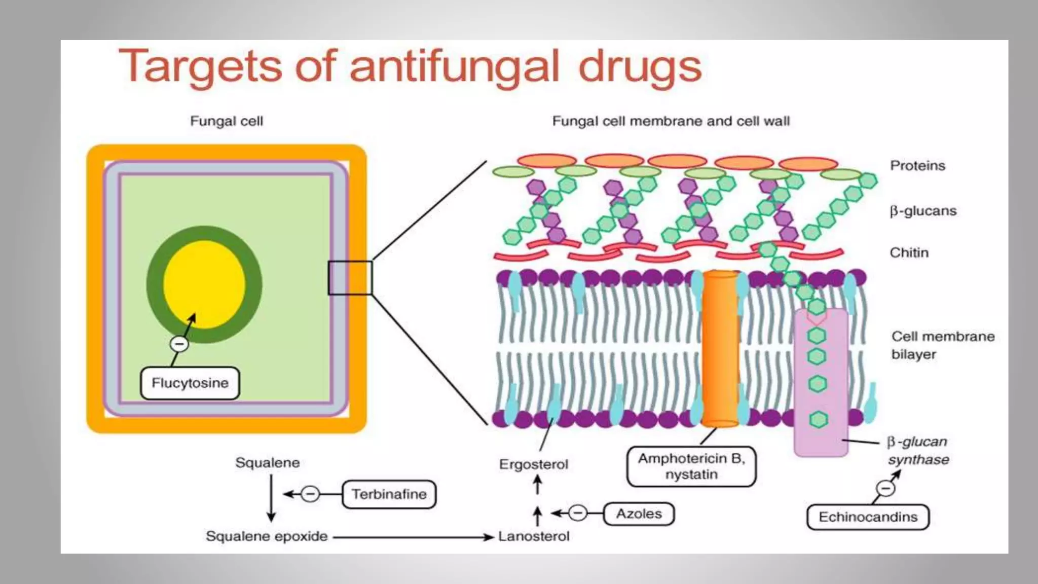 Anti fungal drugs | PPT