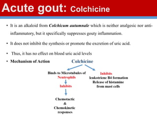 Acute gout: Colchicine
• It is an alkaloid from Colchicum autumnale which is neither analgesic nor anti-
inflammatory, but it specifically suppresses gouty inflammation.
• It does not inhibit the synthesis or promote the excretion of uric acid.
• Thus, it has no effect on blood uric acid levels
• Mechanism of Action
 