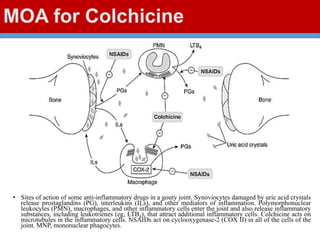 MOA for Colchicine
• Sites of action of some anti-inflammatory drugs in a gouty joint. Synoviocytes damaged by uric acid crystals
release prostaglandins (PG), interleukins (ILs), and other mediators of inflammation. Polymorphonuclear
leukocytes (PMN), macrophages, and other inflammatory cells enter the joint and also release inflammatory
substances, including leukotrienes (eg, LTB4), that attract additional inflammatory cells. Colchicine acts on
microtubules in the inflammatory cells. NSAIDs act on cyclooxygenase-2 (COX II) in all of the cells of the
joint. MNP, mononuclear phagocytes.
 
