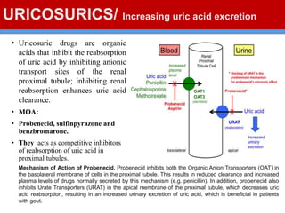 URICOSURICS/ Increasing uric acid excretion
• Uricosuric drugs are organic
acids that inhibit the reabsorption
of uric acid by inhibiting anionic
transport sites of the renal
proximal tubule; inhibiting renal
reabsorption enhances uric acid
clearance.
• MOA:
• Probenecid, sulfinpyrazone and
benzbromarone.
• They acts as competitive inhibitors
of reabsorption of uric acid in
proximal tubules.
Mechanism of Action of Probenecid. Probenecid inhibits both the Organic Anion Transporters (OAT) in
the basolateral membrane of cells in the proximal tubule. This results in reduced clearance and increased
plasma levels of drugs normally secreted by this mechanism (e.g. penicillin). In addition, probenecid also
inhibits Urate Transporters (URAT) in the apical membrane of the proximal tubule, which decreases uric
acid reabsorption, resulting in an increased urinary excretion of uric acid, which is beneficial in patients
with gout.
 