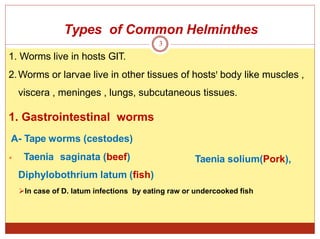 Types of Common Helminthes
Taenia solium(Pork),
1. Gastrointestinal worms
A- Tape worms (cestodes)
 Taenia saginata (beef)
Diphylobothrium latum (fish)
3
1. Worms live in hosts GIT.
2.Worms or larvae live in other tissues of hostsꞌ body like muscles ,
viscera , meninges , lungs, subcutaneous tissues.
In case of D. latum infections by eating raw or undercooked fish
 
