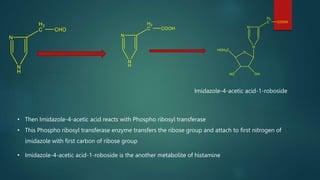 Imidazole-4-acetic acid-1-roboside
• Then Imidazole-4-acetic acid reacts with Phospho ribosyl transferase
• This Phospho ribosyl transferase enzyme transfers the ribose group and attach to first nitrogen of
imidazole with first carbon of ribose group
• Imidazole-4-acetic acid-1-roboside is the another metabolite of histamine
 