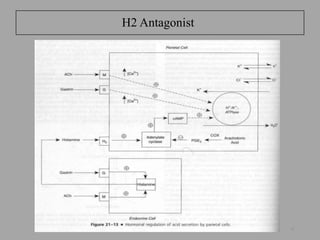 H2 Antagonist
31
 