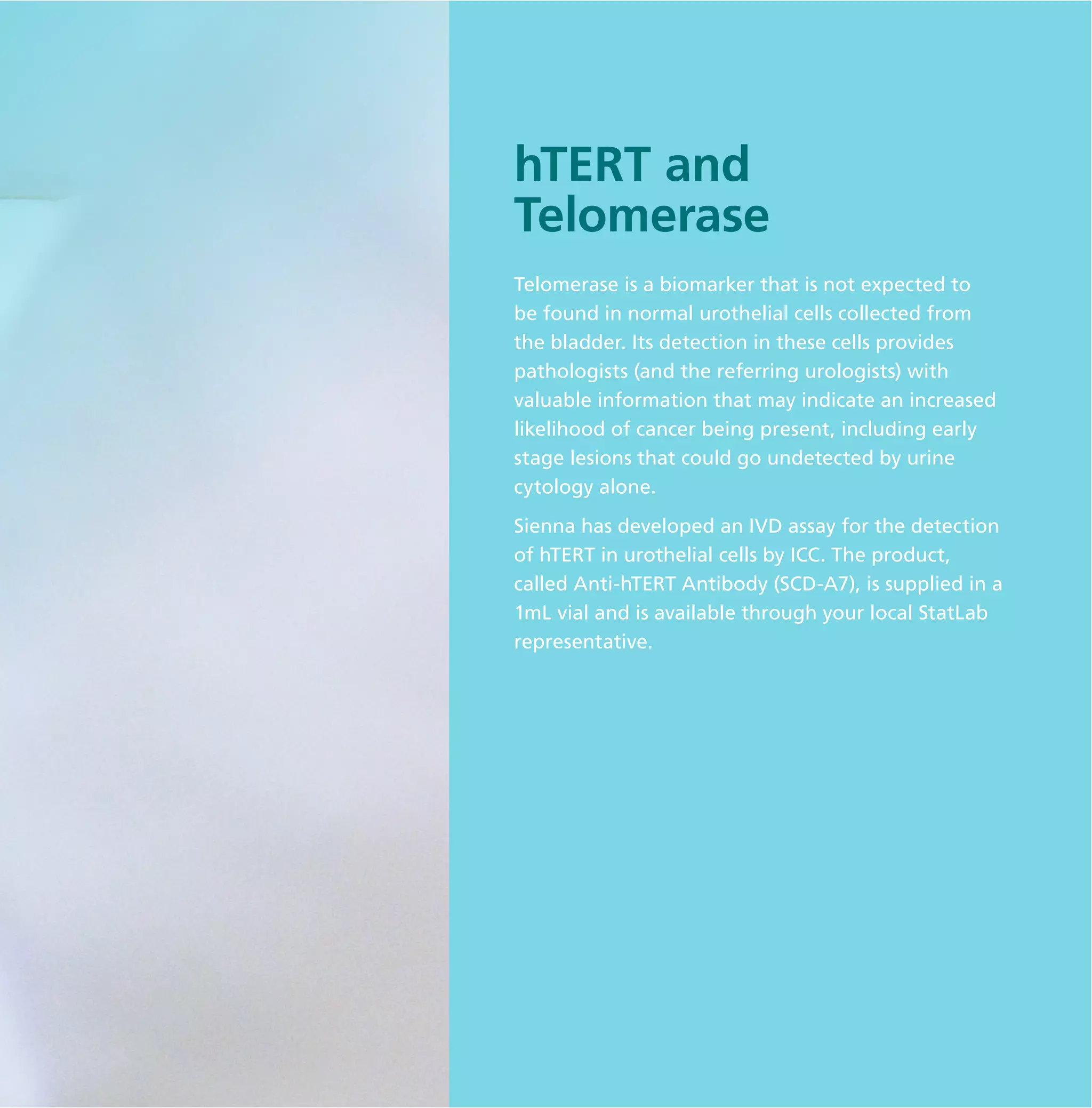 Anti hTERTcatalog StatLab PDF