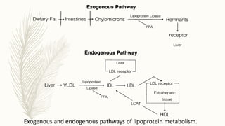 Exogenous and endogenous pathways of lipoprotein metabolism.
 