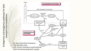 Endogenous
and
exogenous
pathways
for
lipid
transport
and
metabolism.
FC, free unesterified cholesterol;
FFA, free fatty acids;
LCAT, lecithin-cholesterol acyltransferase;
LDLR, low-density lipoprotein recepto
 