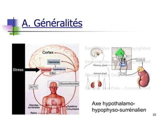 10
Axe hypothalamo-
hypophyso-surrénalien
A. Généralités
 