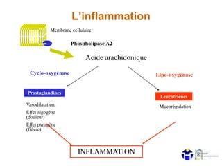 L’inflammation
Acide arachidonique
Prostaglandines
Vasodilatation,
Effet algogène
(douleur)
Effet pyrogène
(fièvre)
Phospholipase A2
Membrane cellulaire
Leucotriènes
Mucorégulation
INFLAMMATION
Lipo-oxygénaseCyclo-oxygénase
 