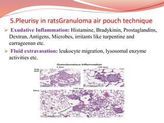 5.Pleurisy in ratsGranuloma air pouch technique
 Exudative Inflammation: Histamine, Bradykinin, Prostaglandins,
Dextran, Antigens, Microbes, irritants like turpentine and
carrageenan etc.
 Fluid extravasation: leukocyte migration, lysosomal enzyme
activities etc.
 