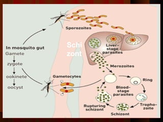 Schi
zont
 