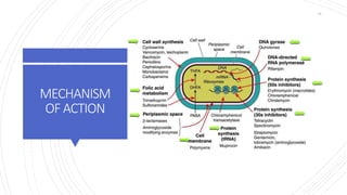 MECHANISM
OFACTION
15
 