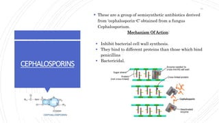 CEPHALOSPORINS
 These are a group of semisynthetic antibiotics derived
from ‘cephalosporin-C’ obtained from a fungus
Cephalosporium.
Mechanism Of Action:
 Inhibit bacterial cell wall synthesis.
 They bind to different proteins than those which bind
penicillins
 Bactericidal.
33
 