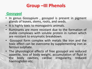 Group –III Phenols
Gossypol
• In genus Gossypium , gossypol is present in pigment
glands of leaves, stems, roots, and seeds.
• It is highly toxic to monogastric animals.
• Ruminants are more resistant due to the formation of
stable complexes with soluble protein in rumen which
are resistant to enzymatic breakdown.
• Gossypol form complex with metals like iron and the
toxic effect can be overcome by supplementing iron as
ferrous sulphate.
• The physiological effects of free gossypol are reduced
appetite, loss of body weight, accumulation of fluid in
the body cavities, cardiac irregularity, reduced
haemoglobin etc.
 