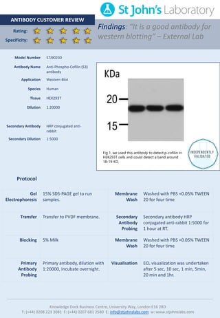 Rating:
Specificity:
ANTIBODY CUSTOMER REVIEW
Findings: “It is a good antibody for
western blotting” – External Lab
Knowledge Dock Business Centre, University Way, London E16 2RD
T: (+44) 0208 223 3081 F: (+44) 0207 681 2580 E: info@stjohnslabs.com w: www.stjohnslabs.com
Protocol
Gel
Electrophoresis
15% SDS-PAGE gel to run
samples.
Membrane
Wash
Washed with PBS +0.05% TWEEN
20 for four time
Transfer Transfer to PVDF membrane. Secondary
Antibody
Probing
Secondary antibody HRP
conjugated anti-rabbit 1:5000 for
1 hour at RT.
Blocking 5% Milk Membrane
Wash
Washed with PBS +0.05% TWEEN
20 for four time
Primary
Antibody
Probing
Primary antibody, dilution with
1:20000, incubate overnight.
Visualisation ECL visualization was undertaken
after 5 sec, 10 sec, 1 min, 5min,
20 min and 1hr.
Model Number STJ90230
Antibody Name Anti-Phospho-Cofilin (S3)
antibody
Application Western Blot
Species Human
Tissue HEK293T
Dilution 1:20000
Secondary Antibody HRP conjugated anti-
rabbit
Secondary Dilution 1:5000
Fig 1. we used this antibody to detect p-cofilin in
HEK293T cells and could detect a band around
18-19 KD.
 