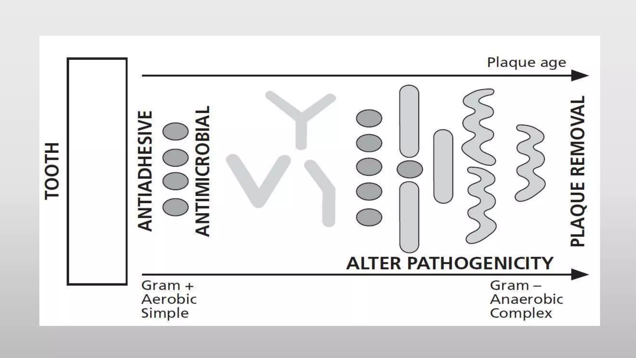 Anti plaque agents, Dr Sai Lakshmi | PPT