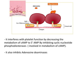 - It interferes with platelet function by decreasing the
metabolism of cAMP to 5’ AMP By inhibiting cyclic nucleotide
phosphodiesterases ( involved in metabolism of cAMP).
- It also inhibits Adenosine deaminases
 