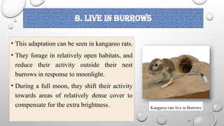 b. LIVE IN BURROWS
• This adaptation can be seen in kangaroo rats.
• They forage in relatively open habitats, and
reduce their activity outside their nest
burrows in response to moonlight.
• During a full moon, they shift their activity
towards areas of relatively dense cover to
compensate for the extra brightness. Kangaroo rats live in Burrows
 
