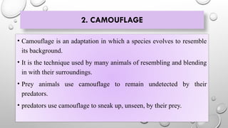 2. CAMOUFLAGE
• Camouflage is an adaptation in which a species evolves to resemble
its background.
• It is the technique used by many animals of resembling and blending
in with their surroundings.
• Prey animals use camouflage to remain undetected by their
predators.
• predators use camouflage to sneak up, unseen, by their prey.
 