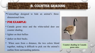 b. COUNTER SHADING
Camouflage designed to hide an animal’s three-
dimensional form.
• For example:
• Canada goose mice and the white-tailed deer use
counter shading.
• lighter on their bellies
• darker on their backs.
• When seen from a distance, the two colors blend
together, making it difficult to pick out the animal’s
outline from surrounding patterns.
Counter shading in Canada
goose mice
 