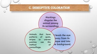 c. DISRUPTIVE COLORATION
Markings
disguise the
animal among
its surroundings
It leads the eye
away from its
shape and into
the background.
Animals that have
patterns of spots,
stripes or uneven
patches use this
method of
camouflage.
 