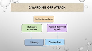 2.WARDING OFF ATTACK
Starling the predators
Pursuit-deterrent
signals
Playing dead
Mimicry
Defensive
structures
 