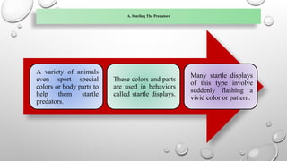 A. Starling The Predators
A variety of animals
even sport special
colors or body parts to
help them startle
predators.
These colors and parts
are used in behaviors
called startle displays.
Many startle displays
of this type involve
suddenly flashing a
vivid color or pattern.
 