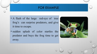 FOR EXAMPLE
• A flash of the large red-eye of tree
frog’s can surprise predators, and give
it time to escape.
• sudden splash of color startles the
predator and buys the frog time to get
away.
 