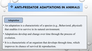 ANTI-PREDATOR ADAPTATIONS IN ANIMALS
• An adaptation is a characteristic of a species (e.g., Behavioral, physical)
that enables it to survive in its natural environment.
• Adaptations develop and change over time through the process of
evolution.
• It is a characteristic of an organism that develops through time, which
improves its chance of survival & reproduction.
Adaptation
 