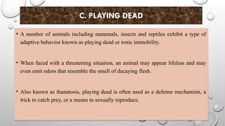 C. PLAYING DEAD
• A number of animals including mammals, insects and reptiles exhibit a type of
adaptive behavior known as playing dead or tonic immobility.
• When faced with a threatening situation, an animal may appear lifeless and may
even emit odors that resemble the smell of decaying flesh.
• Also known as thanatosis, playing dead is often used as a defense mechanism, a
trick to catch prey, or a means to sexually reproduce.
 