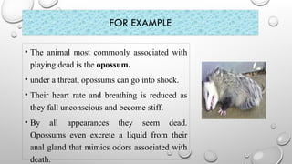 FOR EXAMPLE
• The animal most commonly associated with
playing dead is the opossum.
• under a threat, opossums can go into shock.
• Their heart rate and breathing is reduced as
they fall unconscious and become stiff.
• By all appearances they seem dead.
Opossums even excrete a liquid from their
anal gland that mimics odors associated with
death.
 
