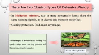 There Are Two Classical Types Of Defensive Mimicry
• In Mullerian mimicry, two or more aposematic forms share the
same warning signals, as in viceroy and monarch butterflies.
• Gaining protection, food, mate advantages.
For example, in monarch and viceroy two
species adopt same warning patterns and
these are noxious to predator.
Monarch & Viceroy butterflies
 