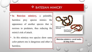  BATESIAN MIMICRY
• In Batesian mimicry, a palatable,
harmless prey species mimics the
appearance of another species that is
noxious to predators, thus reducing the
mimic's risk of attack.
• . In this mimicry two species show same
color pattern one is dangerous and other is
harmless.
Batesian mimicry: coral snake
& king snake
 