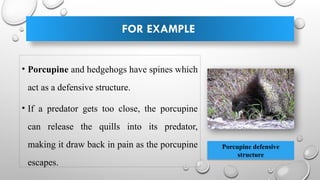 FOR EXAMPLE
• Porcupine and hedgehogs have spines which
act as a defensive structure.
• If a predator gets too close, the porcupine
can release the quills into its predator,
making it draw back in pain as the porcupine
escapes.
Porcupine defensive
structure
 