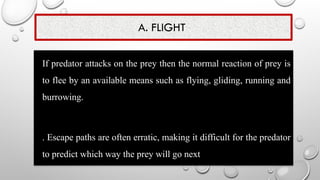 A. FLIGHT
• If predator attacks on the prey then the normal reaction of prey is
to flee by an available means such as flying, gliding, running and
burrowing.
• . Escape paths are often erratic, making it difficult for the predator
to predict which way the prey will go next
 