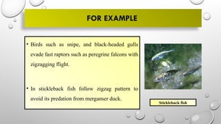 FOR EXAMPLE
• Birds such as snipe, and black-headed gulls
evade fast raptors such as peregrine falcons with
zigzagging flight.
• In stickleback fish follow zigzag pattern to
avoid its predation from merganser duck.
Stickleback fish
 