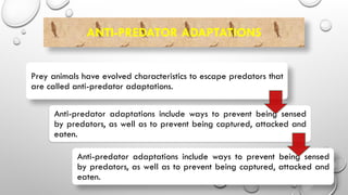 ANTI-PREDATOR ADAPTATIONS
Prey animals have evolved characteristics to escape predators that
are called anti-predator adaptations.
Anti-predator adaptations include ways to prevent being sensed
by predators, as well as to prevent being captured, attacked and
eaten.
Anti-predator adaptations include ways to prevent being sensed
by predators, as well as to prevent being captured, attacked and
eaten.
 