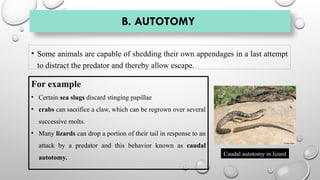 B. AUTOTOMY
• Some animals are capable of shedding their own appendages in a last attempt
to distract the predator and thereby allow escape.
For example
• Certain sea slugs discard stinging papillae
• crabs can sacrifice a claw, which can be regrown over several
successive molts.
• Many lizards can drop a portion of their tail in response to an
attack by a predator and this behavior known as caudal
autotomy.
Caudal autotomy in lizard
 