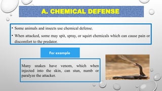 A. CHEMICAL DEFENSE
• Some animals and insects use chemical defense.
• When attacked, some may spit, spray, or squirt chemicals which can cause pain or
discomfort to the predator.
Many snakes have venom, which when
injected into the skin, can stun, numb or
paralyze the attacker.
For example
 