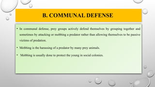 B. COMMUNAL DEFENSE
• In communal defense, prey groups actively defend themselves by grouping together and
sometimes by attacking or mobbing a predator rather than allowing themselves to be passive
victims of predation.
• Mobbing is the harassing of a predator by many prey animals.
• Mobbing is usually done to protect the young in social colonies.
 